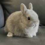 Dwarf Rabbit