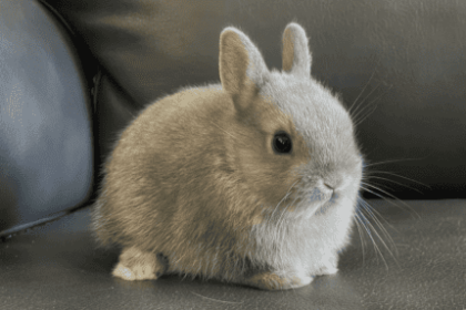 Dwarf Rabbit