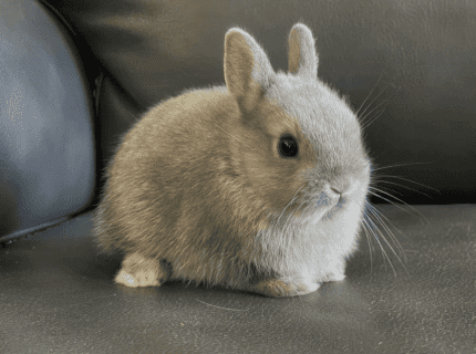 Dwarf Rabbit